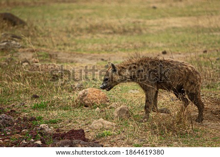 hyena photographed during a touristic safari in the Ngorongoro Conservation Area, Tanzania, a protected area and a World Heritage Site located in a large volcanic caldera