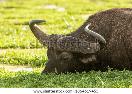 Close-up of a buffalo, photographed during a touristic safari in the Lake Manyara National Park, Tanzania.