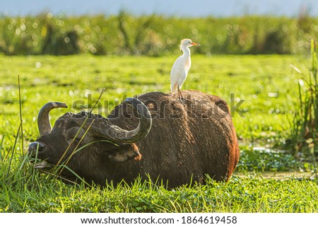 Close-up of a buffalo with a bird on the top, photographed during a touristic safari in the Lake Manyara National Park, Tanzania. Royalty-Free Stock Photo #1864619458