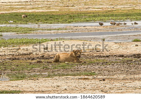 Lions photographed during a touristic safari in the Ngorongoro Conservation Area, Tanzania, a protected area and a World Heritage Site located in a large volcanic caldera