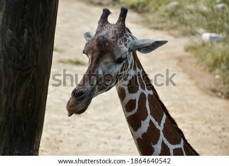 Giraffes in conservation at zoo