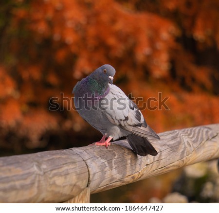 Macro picture of pigeon in a park