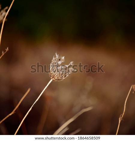 forest flowers and fauna during autumn season