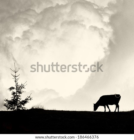 Milky clouds - alone cow and pine silhouette on vintage old film style
