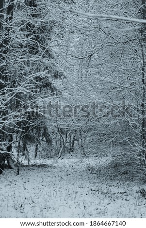 Beech forest covered by snow, undergrowth illuminated by day. background