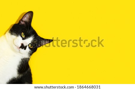 Cute tuxedo cat looking to the side, yellow background, horizontal view, cropped shot. Pets, animals concept.