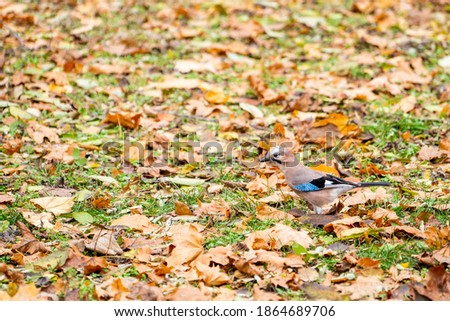 Wild jay in the autumn forest looking for food
