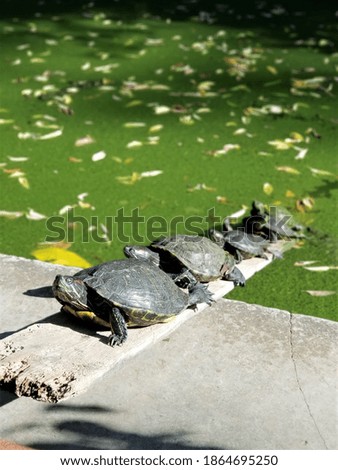 A family of turtles sunbathing