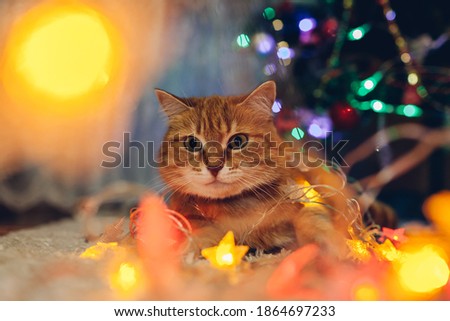 Close up of cat caught playing with illumination lights under Christmas tree at home. Christmas and New year with pet