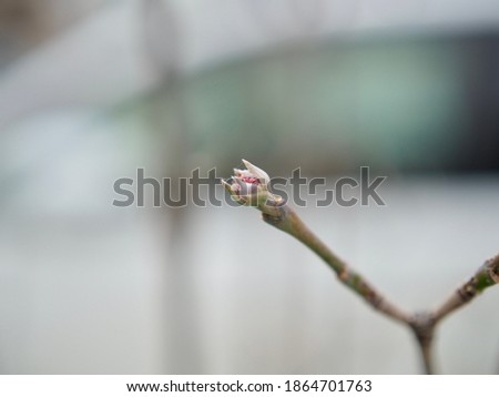 Dogwood bud in winter, Very shallow depth of field