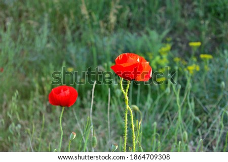 poppy flower at sunset. spring season. good reason to stroll through the countryside