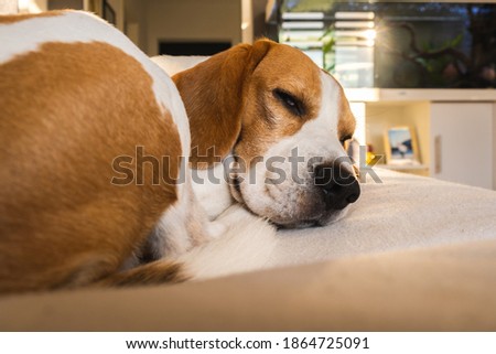 Tricolored adult beagle dog sleeping on couch in bright interior. Canine background.