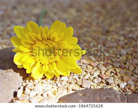 Yellow flower Chrysanthemum with sunlight and soft selective focus for pretty blurred background ,macro image ,delicate dreamy beauty of nature ,copy space ,wallpaper ,flora background ,lovely 