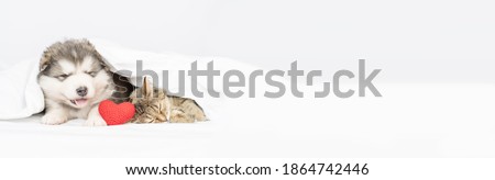 A fluffy Malamute puppy lies next to a tabby cat on a bed under a white blanket with plush hearts in its paws.  Stretched panoramic image for banner