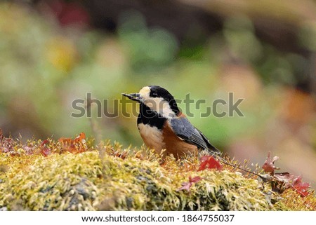 Varied tit (Yamagara) is posing on moss with favorite seed