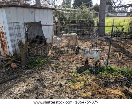 Picture of goats in a pen.