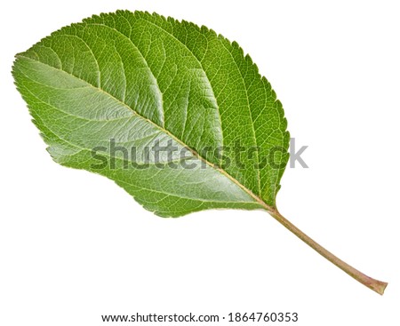 Apple leaf isolated on a white background. Leaf apple with clipping path. Image stack full depth of field macro shot