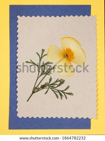 Bouquet of dry flowers on colored background. For cards, invitations, congratulations or greetings. Ecological style. Element for scrapbooking. Ornament, bouquet, boutonniere of dry pressed flowers.