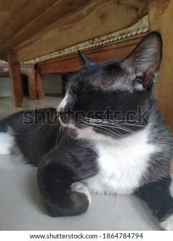 cute black and white cat sleeping