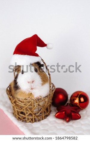A Guinea pig is sitting in a basket with a red cap on its head. Nearby are Christmas decorations. Soft picture, slightly out of focus.