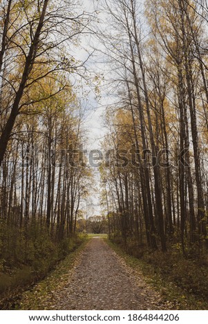 footpath in autumn forest in the morning