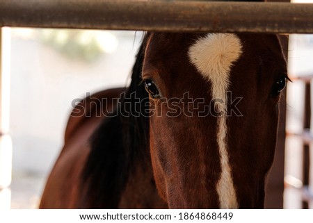 Pictures of horses at a farm