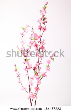 Pink cherry blossom (sakura flowers), isolated on white Royalty-Free Stock Photo #186487223