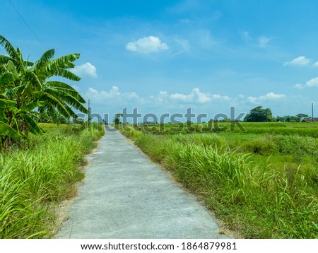 A cement road in the middle of a large rice field