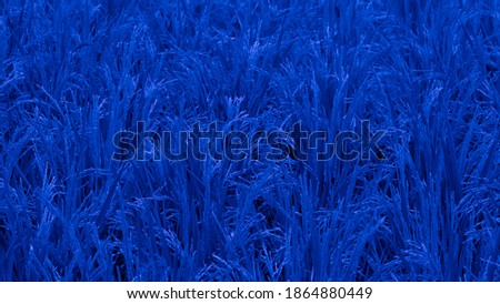 Abstract imagination of blue rice fields