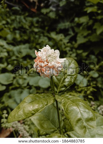 white flower on the green leaf