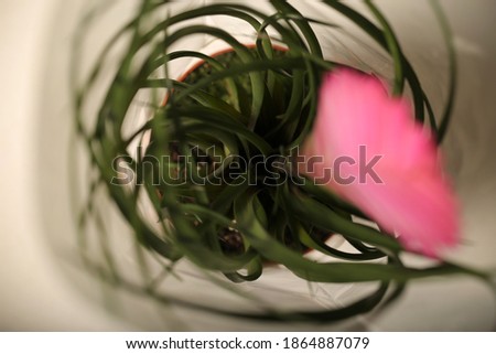 Indoor bromeliads on a white background