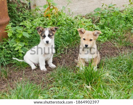 Two cute homeless puppies on the grass