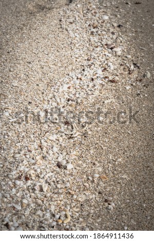 Vertical Beige brown beautiful nature background design screensaver web wallpaper for resort spa relax. A lot small starfish seashell ocean biomes placed spawn on beach sea sand surface. Copy space