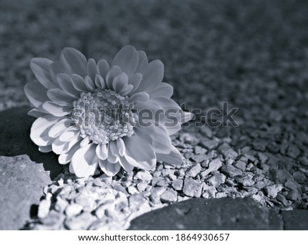 flower in black and white image, chrysanthemum flower plants and blurred background ,macro and old vintage style photo for card design