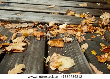 Rainy autumn day. Fallen leaves from trees. The picture was taken in November.