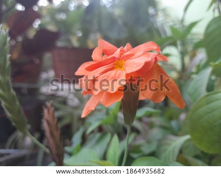 A picture of an orange flower. this picture can be used as a background or wallpaper of your device