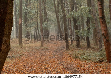 the forest with green trees red leaves and rocks in Thuringian Forest in October near Suhl