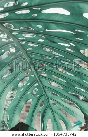 A macro shot of a green tropical leaf