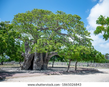 A Large Baobab Tree With a Coral Fence in the Background in the Island of Delft, Sri Lanka