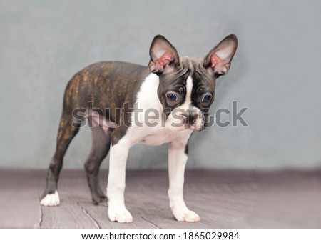 A Boston Terrier puppy stands on a gray background