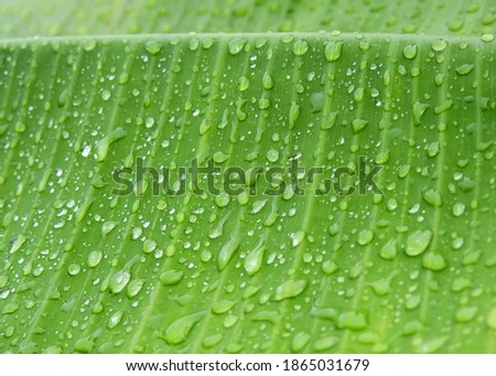 raindrops on green banana leaf texture