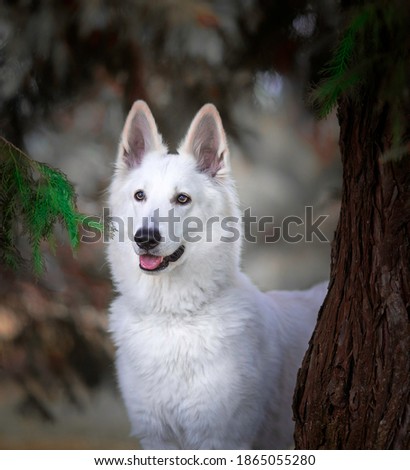 Swiss white shepherd dog in the wood