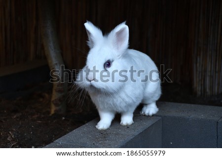 Small white bunny 'zitzak' outdoor 