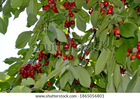 Beautiful berries abstract background of nature. Sweet cherry. Prunus avium. Summer landscape. Juicy sweet berries, a favorite treat. Red berries. Summer