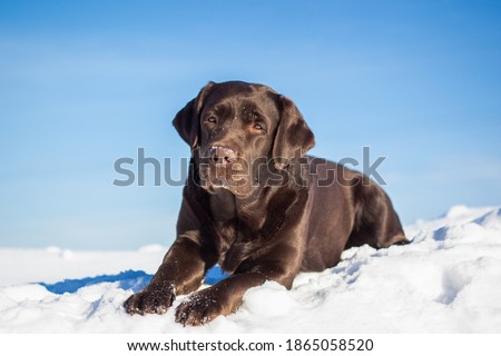 large chocolate labrador retriever dog in winter forest. Doesn't look at the camera. Lies, all growth is visible. Royalty-Free Stock Photo #1865058520