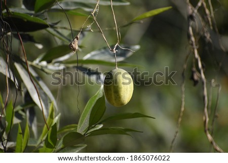 Forest fruit ripping on branches, Beautiful picture of leaves, Green background of jungle