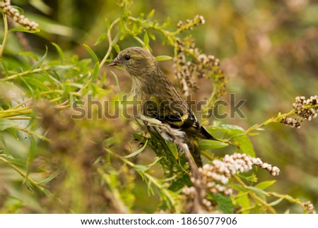 Eurasian Siskin - Spinus spinus sitting - male on the branch, small passerine bird in the finch family Fringillidae. It is also called the European siskin, common siskin or just siskin.