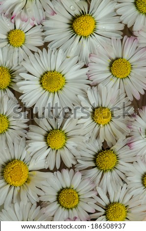 daisy flower image background