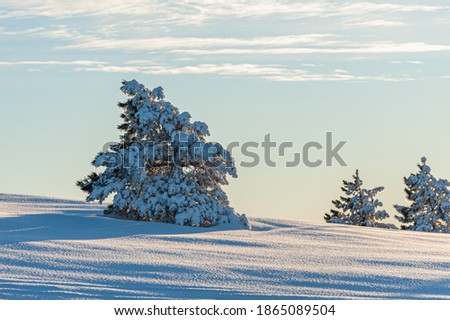 pine trees on the mountain slopes covered with snow. In the winter in the mountains. Crimea. Ukraine.