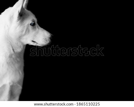 portrait of white husky dog looking to the right. Isolated on black background